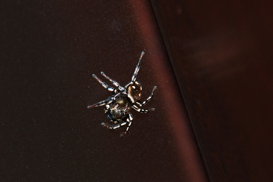 Heliophanus kochii